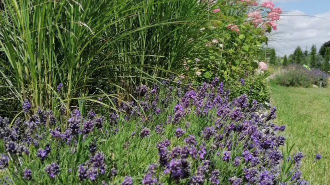 Trawy i lawenda